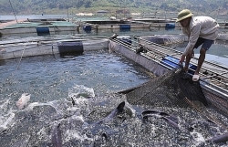 Developing reservoir fisheries, building brands for the domestic market