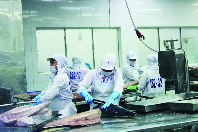 Processing tuna for export at Binh Dinh Seafood Joint Stock Company. Photo: T.H