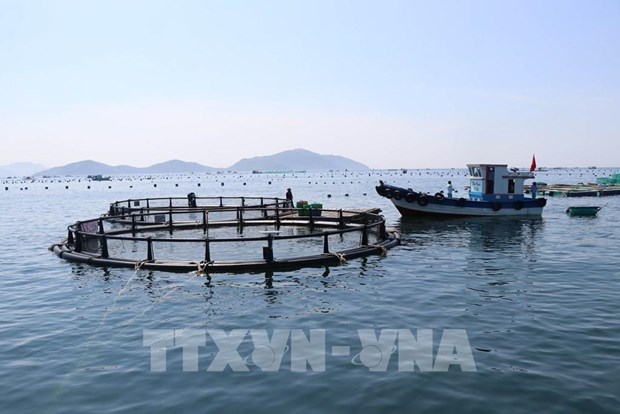 Vietnam works on sustainable development of marine aquaculture hinh anh 2