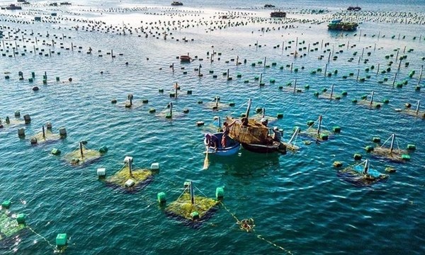 Vietnam works on sustainable development of marine aquaculture hinh anh 1