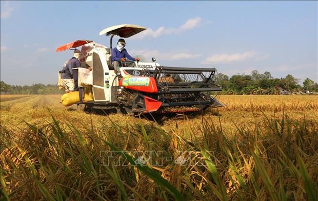 Public-private partnership needed for sustainable rice farming hinh anh 1
