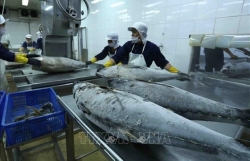 tuna exports estimated at nearly 700 million usd in 10 months