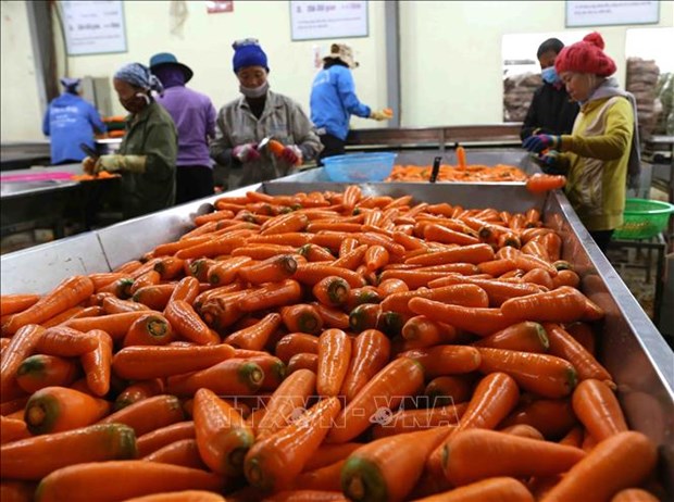 Vietnam’s vegetable export to surpass 1 bln USD by 2030 hinh anh 1