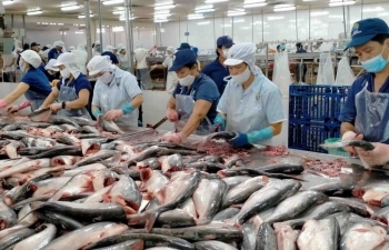 Catfish exports show positive growth in most markets