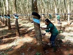 Vietnam’s rubber industry goes green