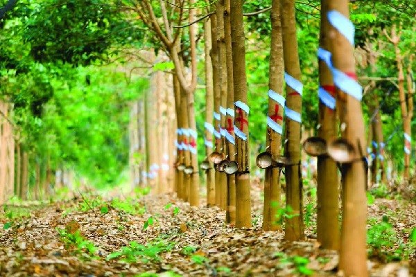 Vietnam’s rubber industry goes green hinh anh 1