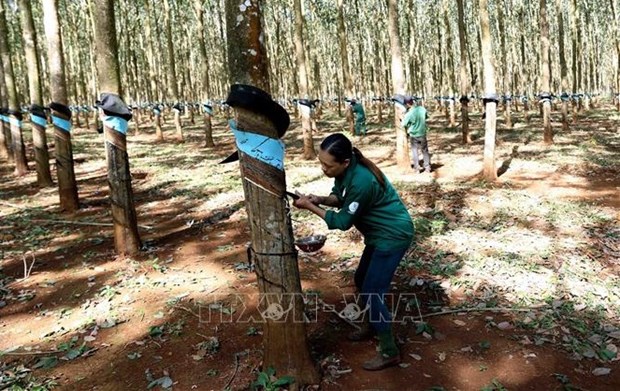 Vietnam’s rubber industry goes green hinh anh 2