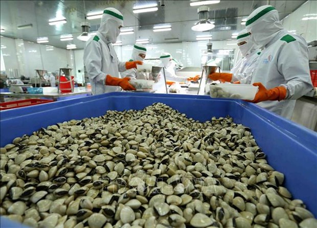Ample room to grow and develop Vietnamese clam exports hinh anh 1