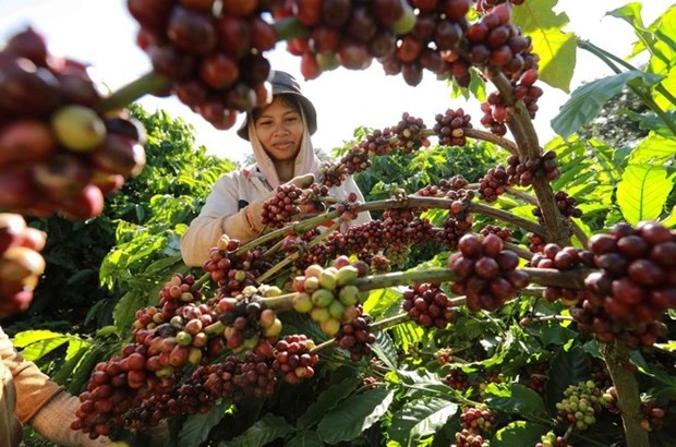 Coffee exports hoped to set new record hinh anh 1