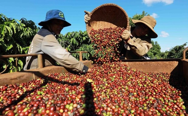 Coffee exports hoped to set new record hinh anh 2