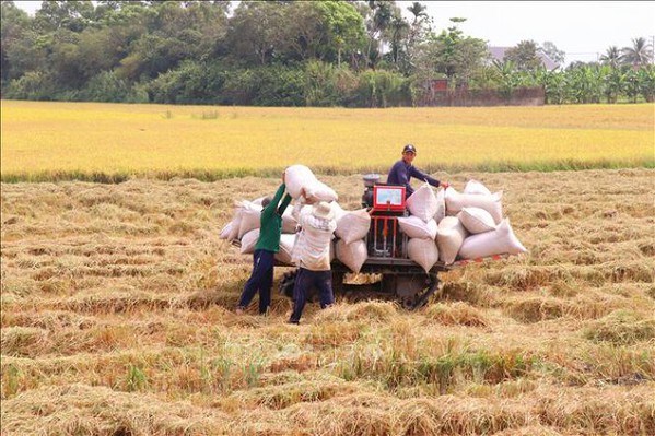 Vietnam’s rice exports hit record high since 1989 hinh anh 1