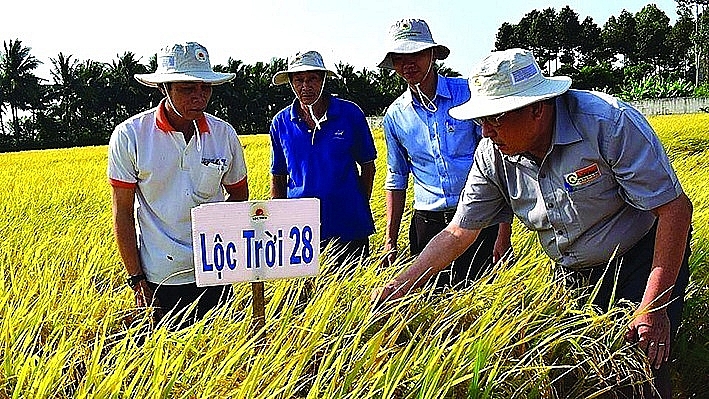 Agricultural engineer and farmers visit Loc Troi 28 rice fields. Photo: TL