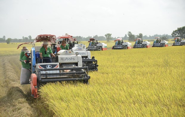 Rice exports expected to hit 5 billion USD this year hinh anh 1