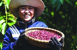 Enhancing Vietnamese agricultural products through strategic brand building