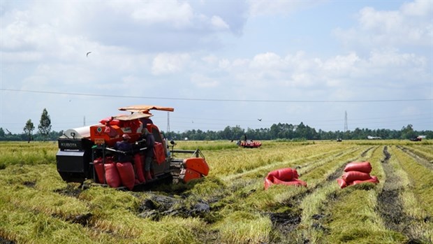 Kien Giang province to expand organic rice cultivation hinh anh 1