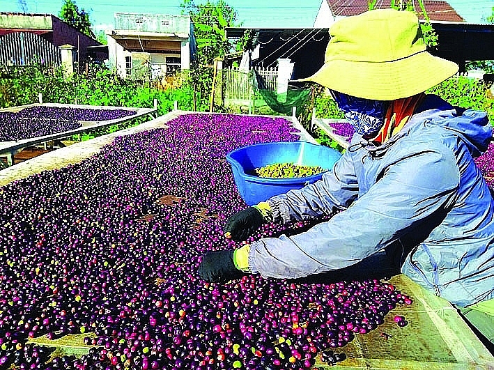 China is a very potential market for exporting roasted coffee beans and green beans. Illustration photo: ST