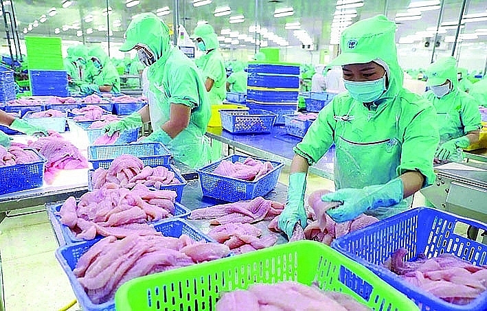 Encouraging the construction of a supply chain from breeding, raising commercial Vietnamese catfish to processing and exporting; reducing production costs to increase competitiveness. Illustrative image: TTXVN