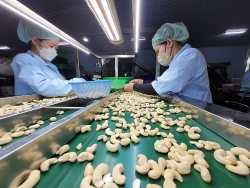 How will cashew exports be like in 2024?