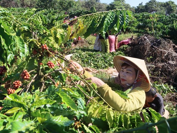 Coffee prices forecast to keep rising due to supply shortage in 2024 hinh anh 1