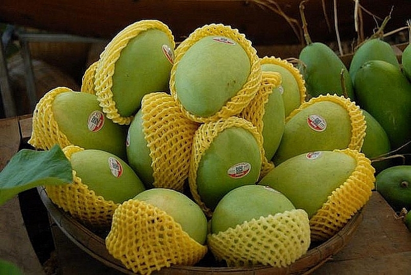Mango fruit has many export prospects to the Chinese market. Illustration photo: Trung Chanh