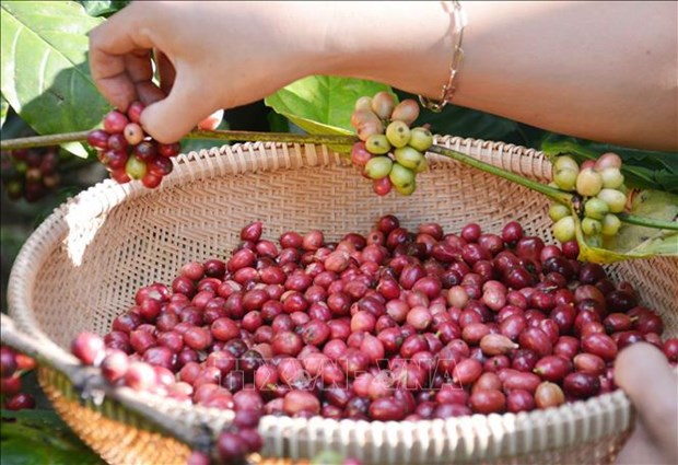 Vietnam’s coffee exports reach nearly 4.2 billion USD in 2023 hinh anh 1
