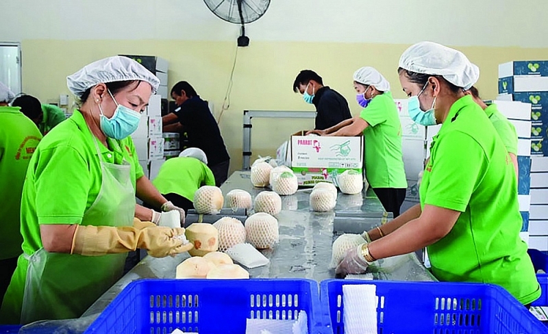 Vietnamese coconuts are having many opportunities to export to European and American markets. Illustration photo.  ​
