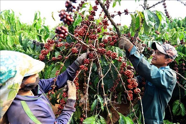 Vietnam’s coffee exports reach nearly 4.2 billion USD in 2023 hinh anh 2