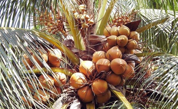 Vietnam eyes sustainable development for coconut industry hinh anh 1