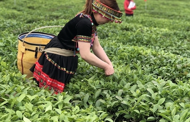 Where is the position of Vietnamese tea stand in major markets around the world?