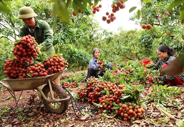 China remains promising market for Vietnamese farm produce hinh anh 1