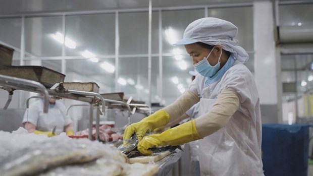 Seafood exports enjoy bright prospects in Swiss market hinh anh 1
