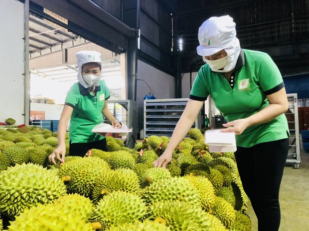 Fruit, vegetable exports expected to flourish in 2024 hinh anh 2