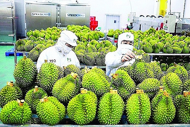 Durian is a product that had contribute a great contribution to the agricultural industry's impressive export results in 2023. Photo: Internet