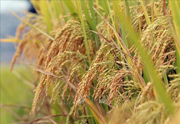 Public-private partnership highlighted in high-quality rice production project hinh anh 1