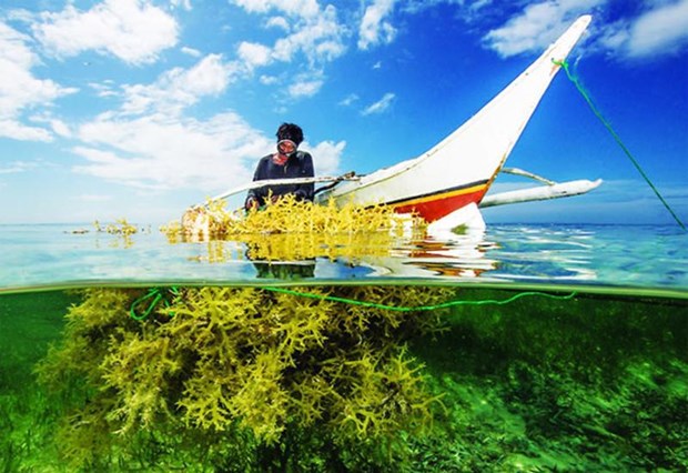Vietnam targets 500,000 tonnes of seaweed yield by 2030 hinh anh 2