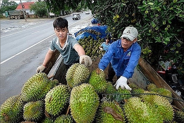 Purchasing durian in Da Huoai district (Lam Dong). Photo: Vietnam News Agency