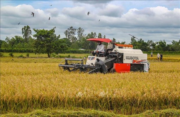 Rice sector works on 5 billion USD export target hinh anh 2