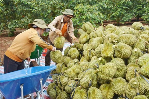 Durian emerging as 'golden fruit' among Vietnam's exports hinh anh 2