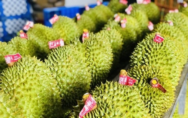 Durian emerging as "golden fruit" among Vietnam"s exports