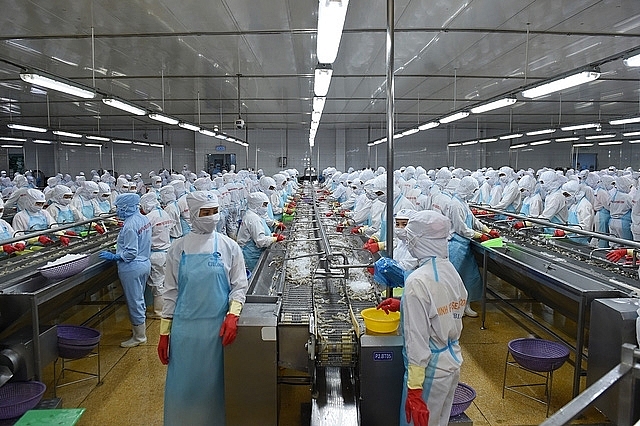 Processing shrimp for export at Minh Phu Group Joint Stock Company. Photo: Q.Hieu​