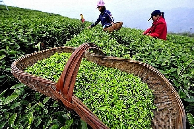 Vietnam earns hundreds of millions of dollars from tea exports every year. Source: Internet.