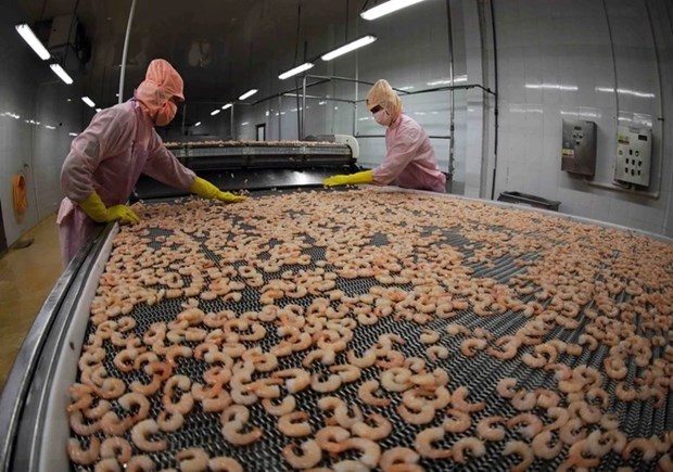 Shrimp producers, exporters earn big from deep processing hinh anh 1