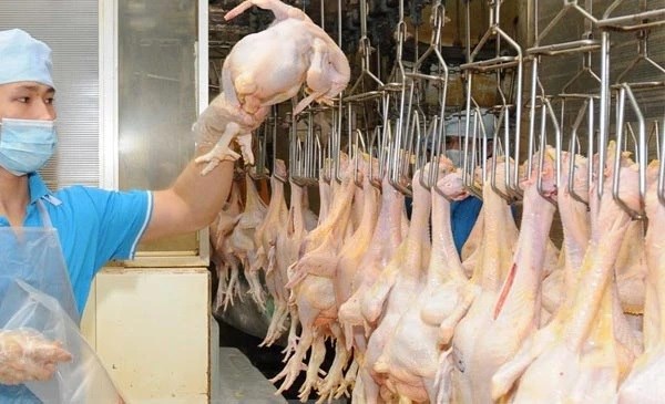 Vietnam to export chicken meat to Islamic countries hinh anh 1