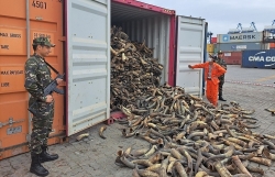 the ministry of finance urges the implementation of anti smuggling tasks