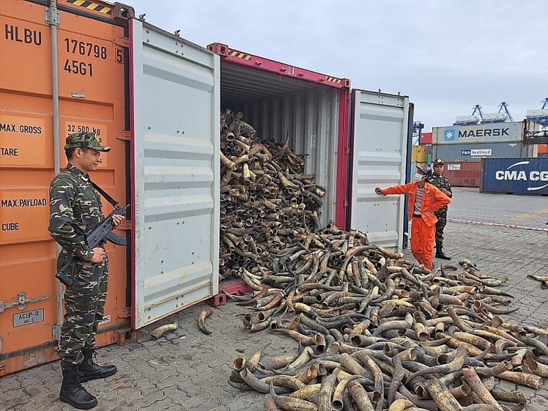 Officials of the Customs Enforcement Team (Hai Phong Customs Department) participated in the seizure of the smuggled ivory disguised in a container of cow horn in 2023. Photo: T.Bình