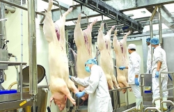 Discharging technical barriers to limit the import of livestock products