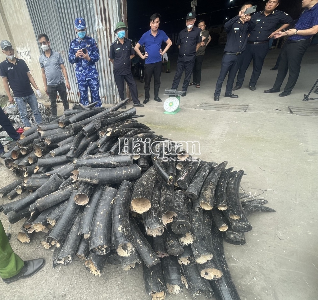 Hai Phong Customs seizes 1.6 tons of smuggled ivory