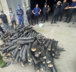 hai phong customs seizes 16 tons of smuggled ivory