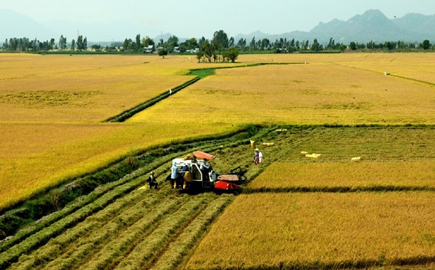PPP important to high-quality, low-carbon rice production: Confab hinh anh 2