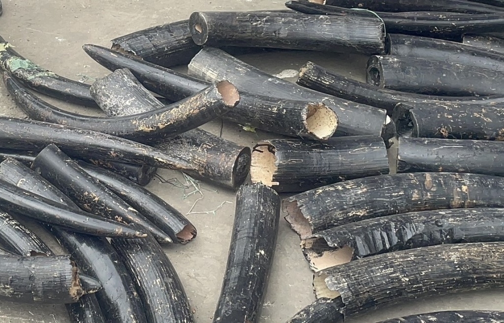 Bogus company in the case of smuggling 1.6 tons of ivory at Hai Phong port